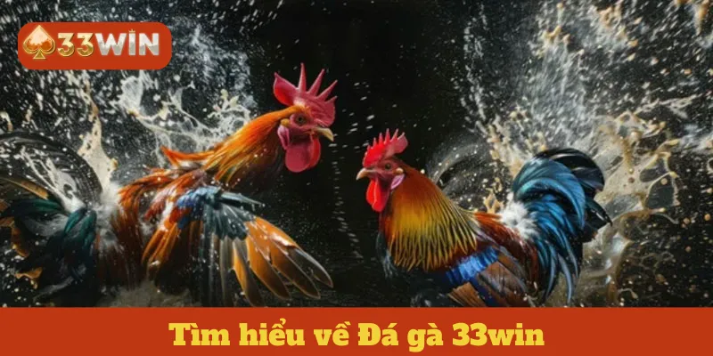 Tìm hiểu về Đá gà 33win